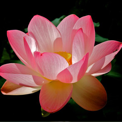 wirkstoff  lotus