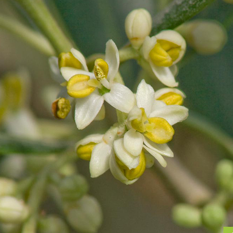 wirkstoff olive